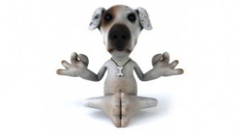 meditationdog