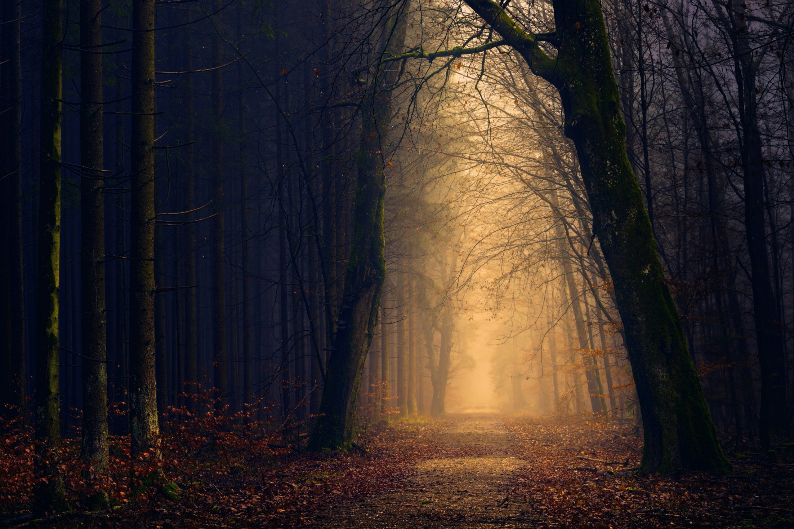 johannes-plenio-hvrpOmuMrAI-unsplash Death and Dying